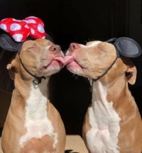 Puppy Love,   6-24-2024