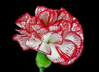 Carnation Love