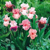 Shades of Pink Bearded Iris