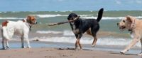 Pups on beach!