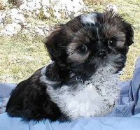 Shima puppy.  I want one