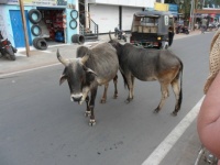 Běžné setkání na ulicích v Indii...  A common encounter on the streets in India...