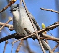Lovely Bird on Long Island,  NY,  USA