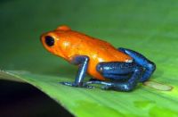 poison frog