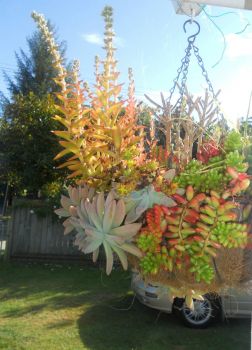 Hanging Basket, Succulents look after themselves  :-)