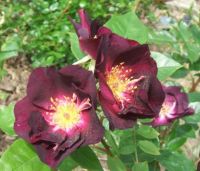 Night Owl Climbing Roses