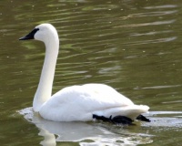 Trumpeter Swan, Lake San Marcos, San Marcos, California