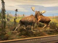 Diorama at Museum of Natural History in NYC