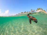Loggerhead Sea Turtle, Florida. 
