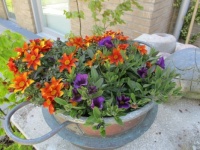 Flowers for today :-)