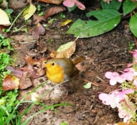 Robin