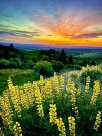 Lupiny...