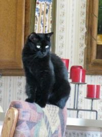 Surveying my Queendom