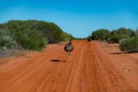 Chasing Emu's