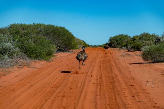 Chasing Emu's