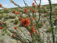 2010_0521 Desert 28