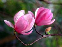 Pink Magnolia (Apr17P20)