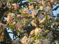 Æble-roser i maj