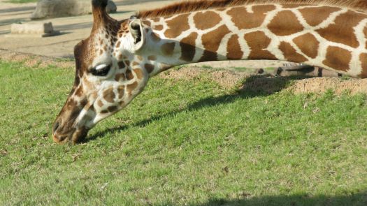 San Diego Zoo Safari Park Giraffe
