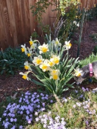 Daffodils , creeping phlox, and...