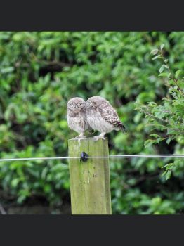 Little owls in Whitby
