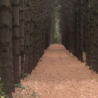 A Walk Amongst The Pines