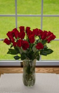 Two dozen red roses
