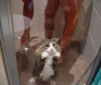 how 2 wash a cat