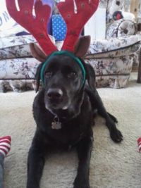 Christmas Dog