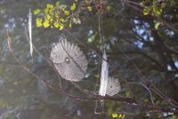 Webs in Tamarac NWR