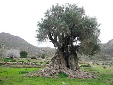 trees-1000+-year-old-tree-on-Greek-island-of-Aegina