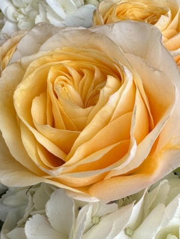Solve Soft yellow rose jigsaw puzzle online with 63 pieces
