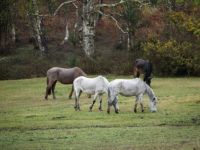horses in the forest