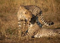 Cheetah Brothers
