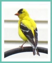 Yellow Finch 2