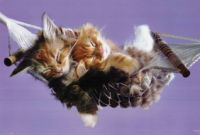 Just Snooz'in
