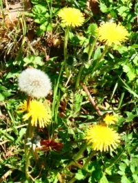 Dandelions