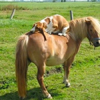 Write a Caption!  dog & horse