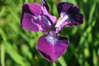 Purple Iris Sibirica