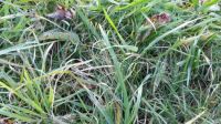 Grass