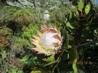 Protea cynaroides - King Protea