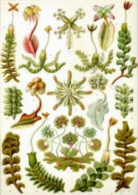 Haeckel_Hepaticae