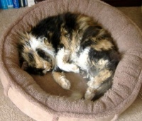 Tasha Cat in her Basket