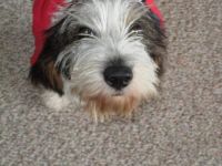 PBGV Holly Sends Best Wishes to All Veterans!