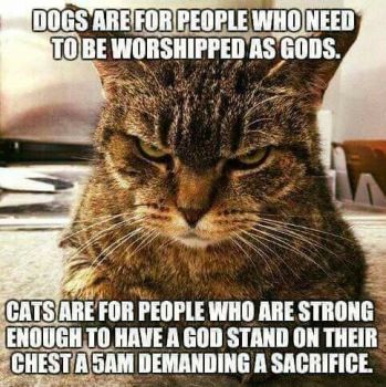 Cats Versus Dogs