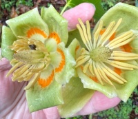 Tulip tree flower