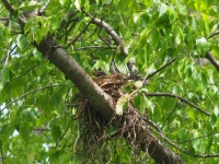 Mom On The Nest