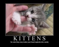 Kittens... So cute!