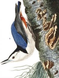 WHITE BREASTED CAPPED NUTHATCH
