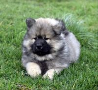 Puppy Eurasier